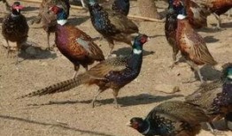 山鸡鱼的爆料方法视频大全,视频大全助你轻松上手