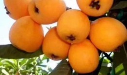 莆田最新爆料摘枇杷视频