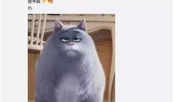 胖猫爆料人视频大全集,揭秘视频大全集背后的精彩瞬间