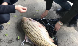 重庆大鲤鱼爆料视频最新,揭秘背后惊人真相