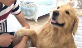 石头剪刀布免费吃瓜