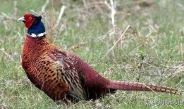 山鸡鱼的爆料方法视频大全,视频大全助你轻松上手