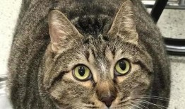 胖猫爆料人视频大全集,揭秘视频大全集背后的精彩瞬间