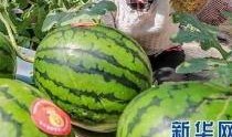 临泉吃瓜最新事件爆料信息,揭秘背后惊人真相