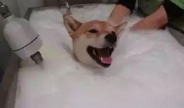 二狗小肥皂爆料视频,揭秘娱乐圈惊人内幕