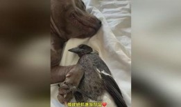 喜鹊姐姐爆料视频大全,揭秘娱乐圈幕后故事