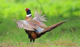 山鸡鱼的爆料方法视频大全,视频大全助你轻松上手